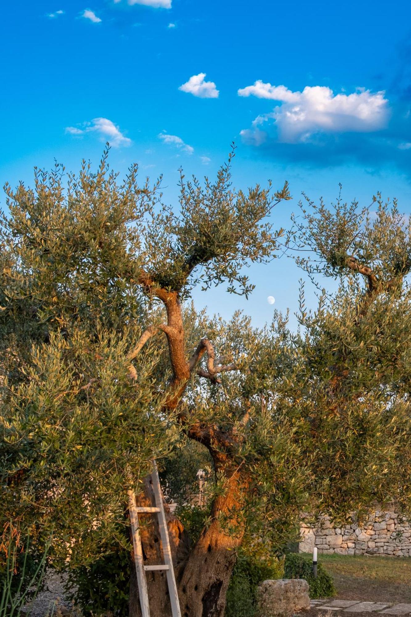 Trulli Paparale Alberobello Luaran gambar